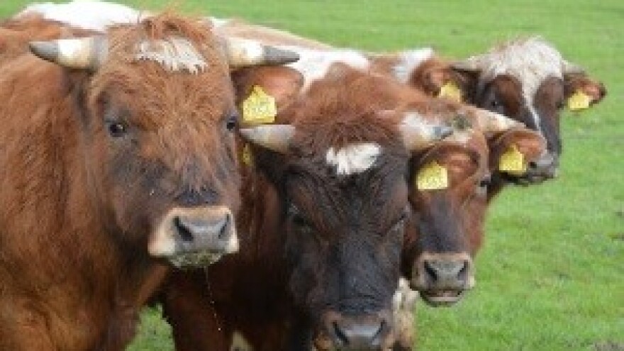 Završena 20. Jubilarna bikijada u Radošiću