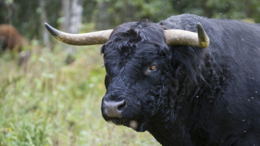 Bikovi napali i ubili pastira