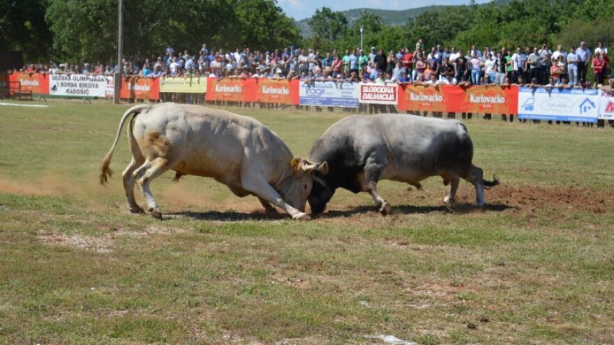 Prije će čoviku pomoći bik, nego država