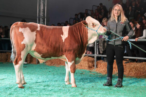 Mladi bik Innovativ prodat za čak 146.000 evra