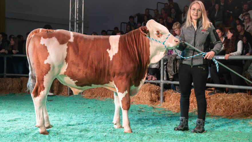 Mladi bik Innovativ prodat za čak 146.000 evra