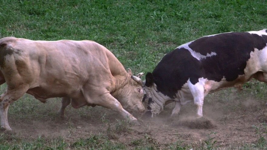 Kukan protiv Kukana - dvoboj hrvatskog i BiH bika