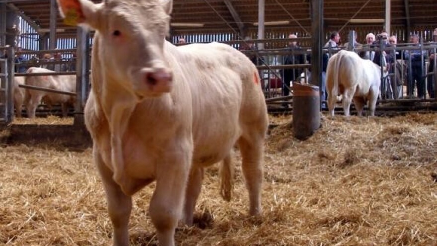 Na Zagrebačkoj gori aukcija rasplodnih bikova pasmine charolai