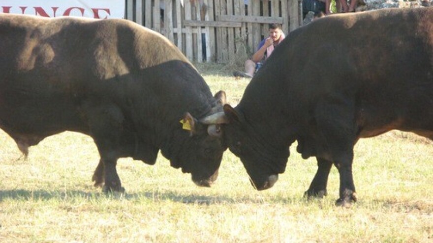 O umjetnom osjemenjivanju goveda