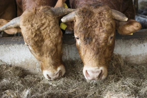 BiH stočari bikove izovze brodovima u Libanon