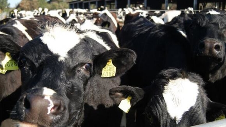 Ekskluzivno bikovsko sjeme