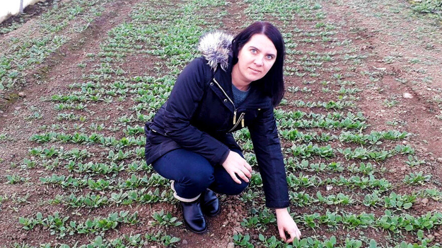 Prva godina u plasteničkoj proizvodnji je ubjedljivo najteža