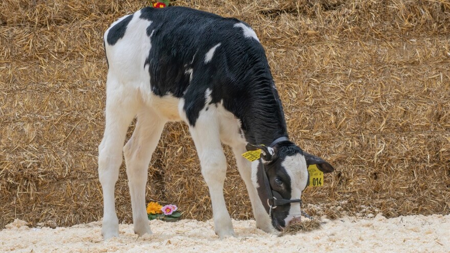 Tromjesečno tele na aukciji dostiglo cijenu od 70.300 eura