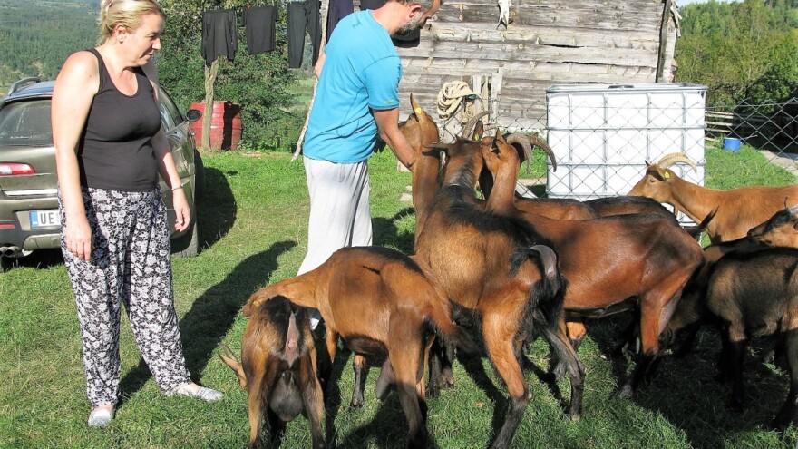 Povratak na selo zbog organske proizvodnje sira i jaja