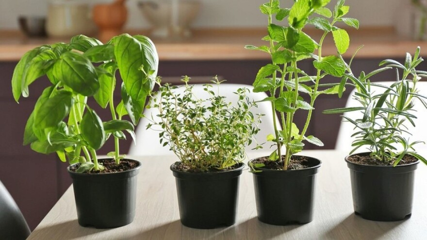 Izdvajaju 30 odsto prihoda od prodaje čaja za djecu sa poteškoćama u razvoju