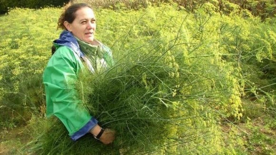 Nered u suvremenom uzgoju ljekovitog bilja