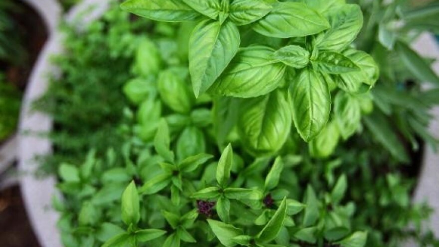 Organska hrana sadrži 40 posto više antioksidansa