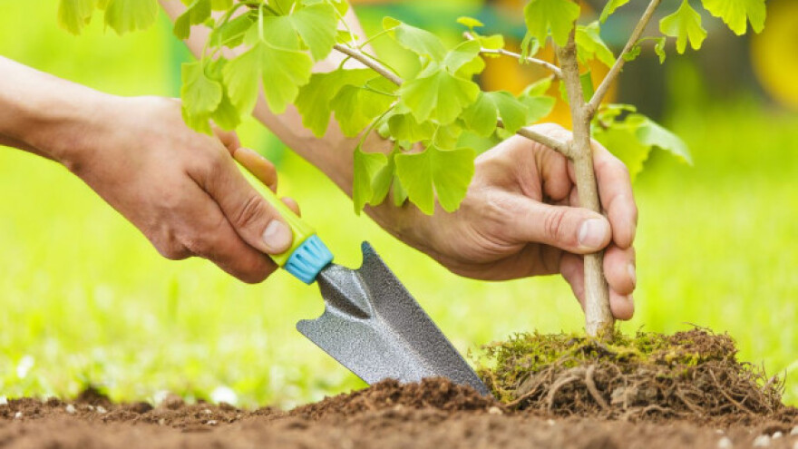 Zašto saditi stabla na poljoprivrednom zemljištu?