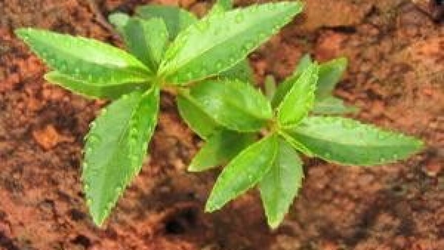 Fonganil Gold -  za odličan start mladih biljaka