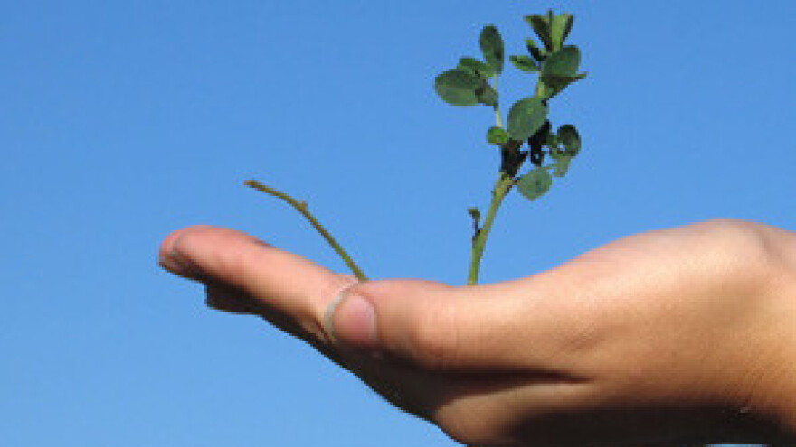 Važnost makrohranjiva u ishrani bilja