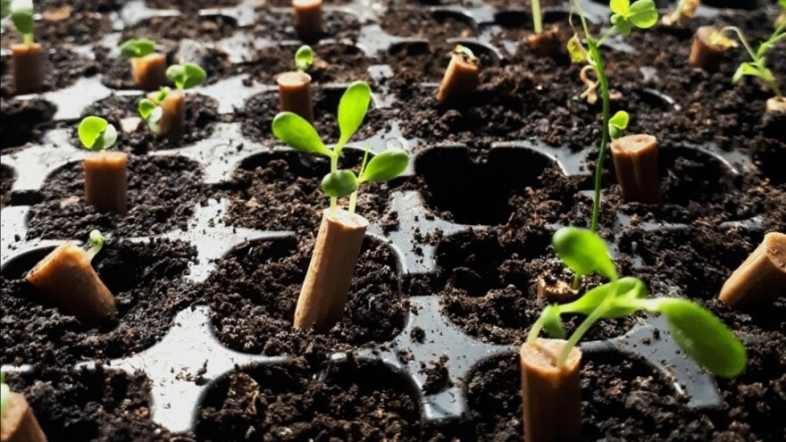U filteru opuška seme - iz semena biljka?