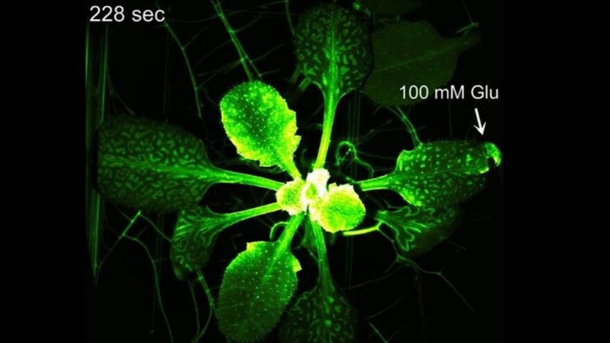 Znanstveno dokazano: Biljke boli rezanje, grickanje, čupanje