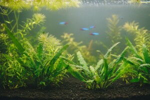 Biljke u akvariju