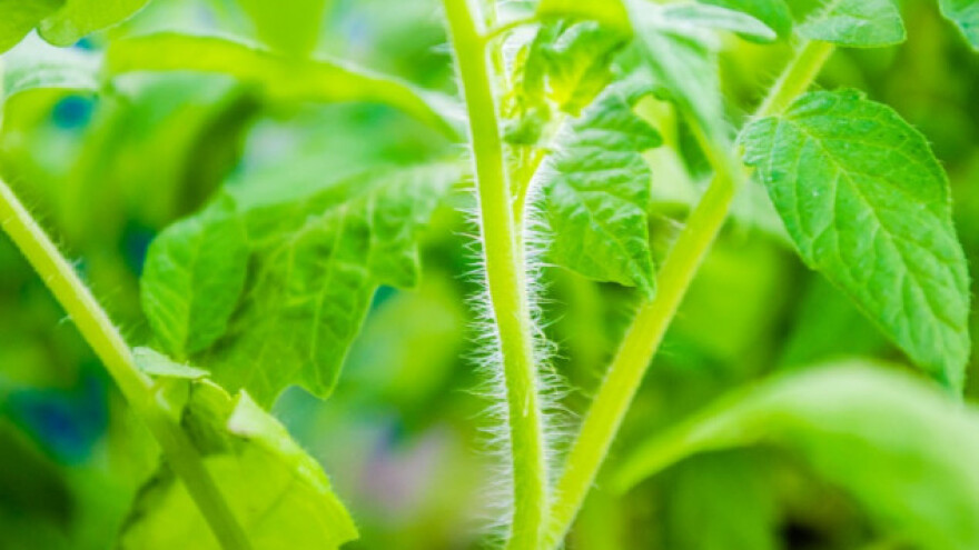 Razmnožavanje biljaka iz zaperaka