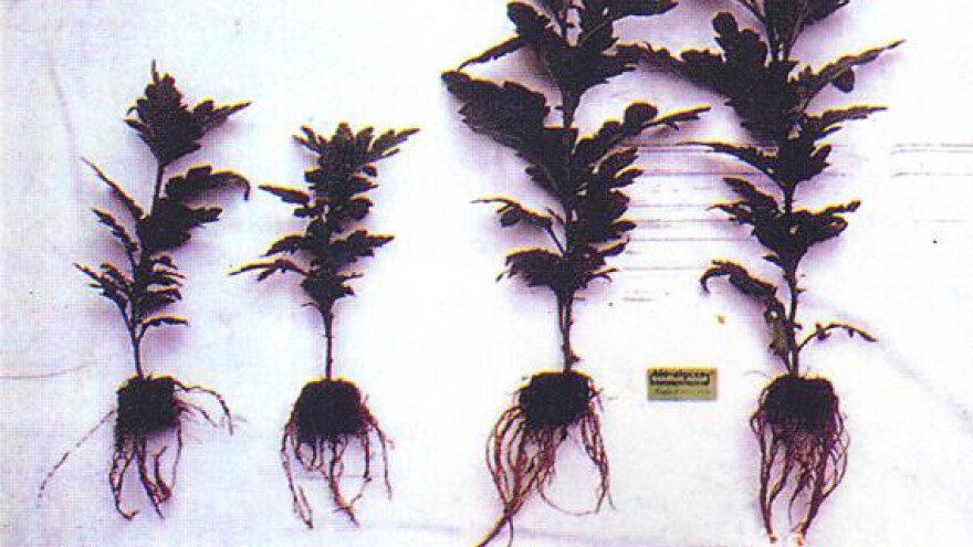 Stimuliranje rasta korijenske mase