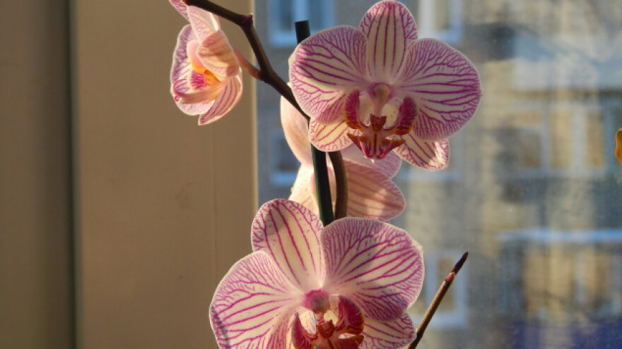 Kako brinuti o kućnim biljkama na nižim temperaturama?