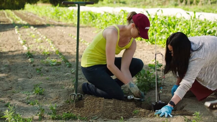 Bil Gejts: Može li Wi-Fi čip u vašem telefonu da pomogne u hranjenju sveta?
