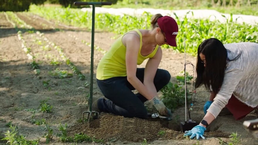 Bill Gates: Može li Wi-Fi čip u vašem telefonu pomoći nahraniti svijet?