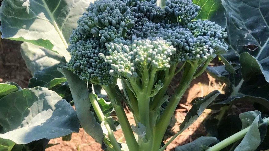 Šta je bimi - povrće koje osvaja Evropu?