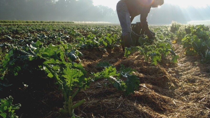 Kako saditi u skladu sa svemirom?