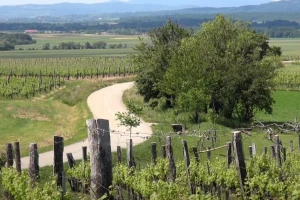 Osnovna načela biološkog vinograda Ante Miličevića