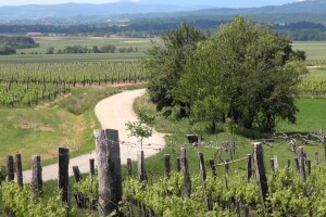 Osnovna načela biološkog vinograda Ante Miličevića