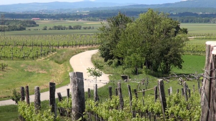 Osnovna načela biološkog vinograda Ante Miličevića