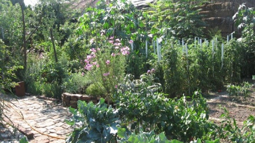 Kako kopriva, beli luk i lekovito bilje mogu pomoći u bio bašti?!