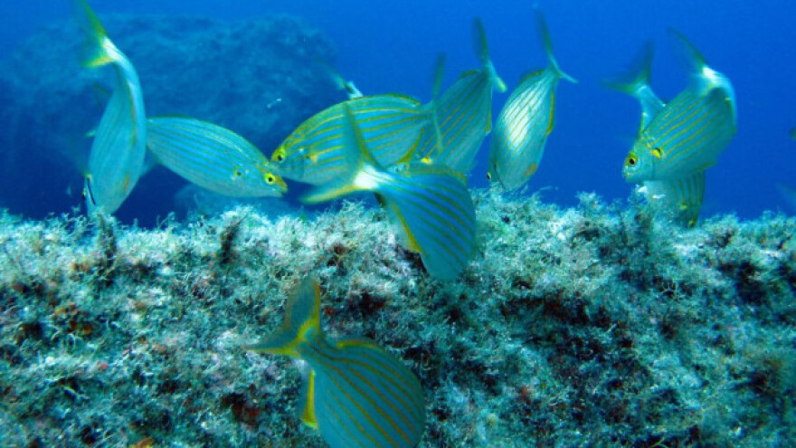 Smeđa alga na plovilima čuva morski ekosustav?