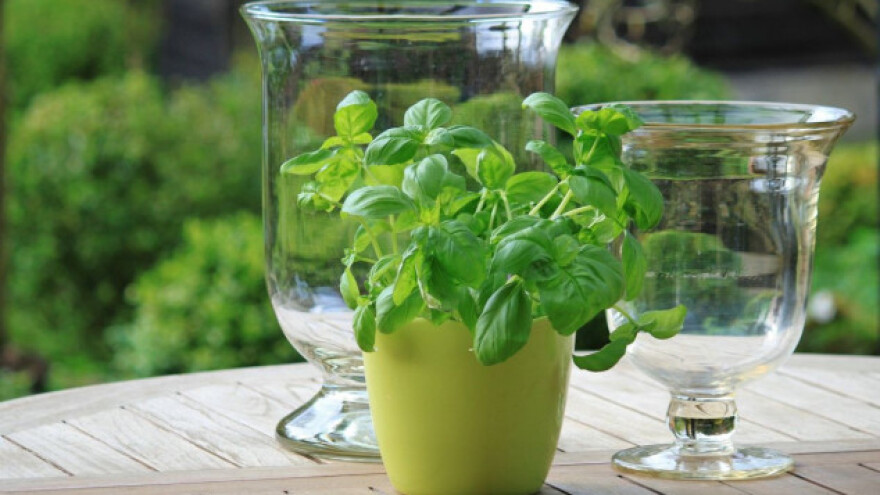 Kako pripremiti prirodne biostimulatore rasta?