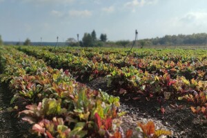 Rastu površine pod eko proizvodnjom u RH, dobivamo i Strategiju razvoja biogospodarstva