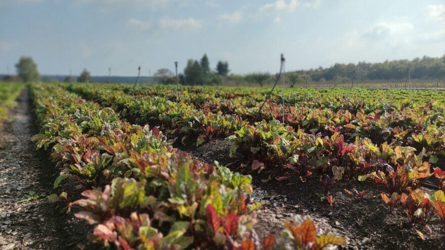 Rastu površine pod eko proizvodnjom u RH, dobivamo i Strategiju razvoja biogospodarstva