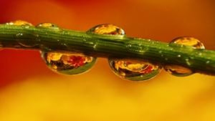 Biodinamika kao dio društvenog projekta