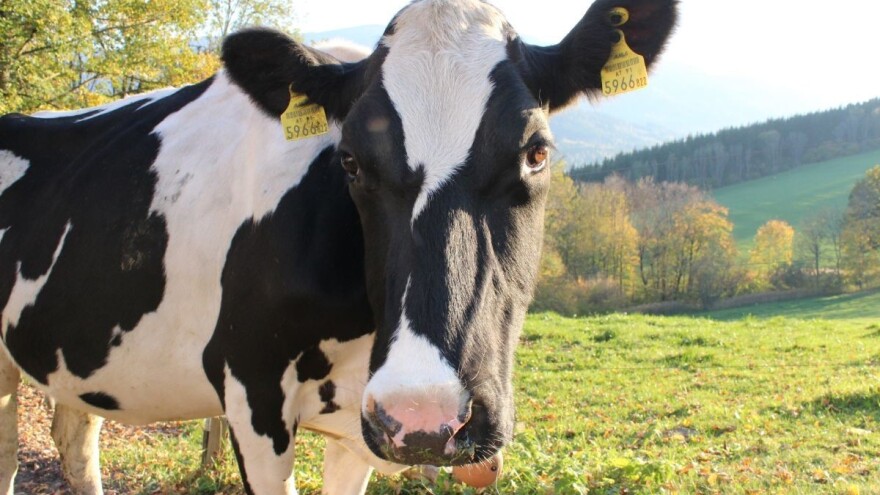 Uzgojnim organizacijama u stočarstvu 679 tisuća kuna za sufinanciranje rada