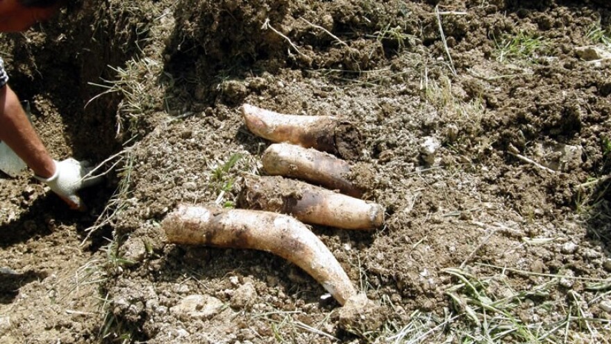 Gnoj iz roga za bolje prinose i aktivaciju tla!