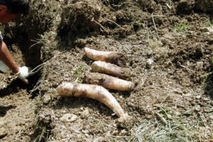 Gnoj iz roga za bolje prinose i aktivaciju tla!