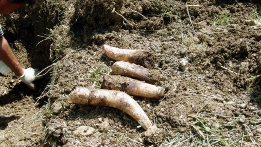 Gnoj iz roga za bolje prinose i aktivaciju tla!