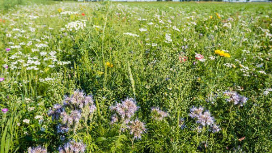 Četiri načela prirodne poljoprivrede