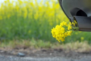 Razvoj naprednih biogoriva umjesto GMO uvoza