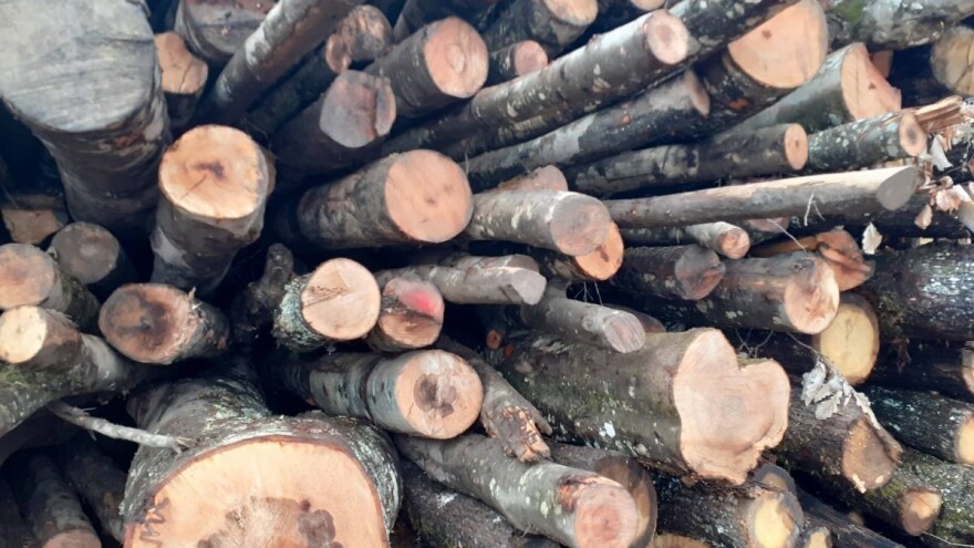 Nezakonitom sječom šume vlasnicu oštetio za oko 20 tisuća eura