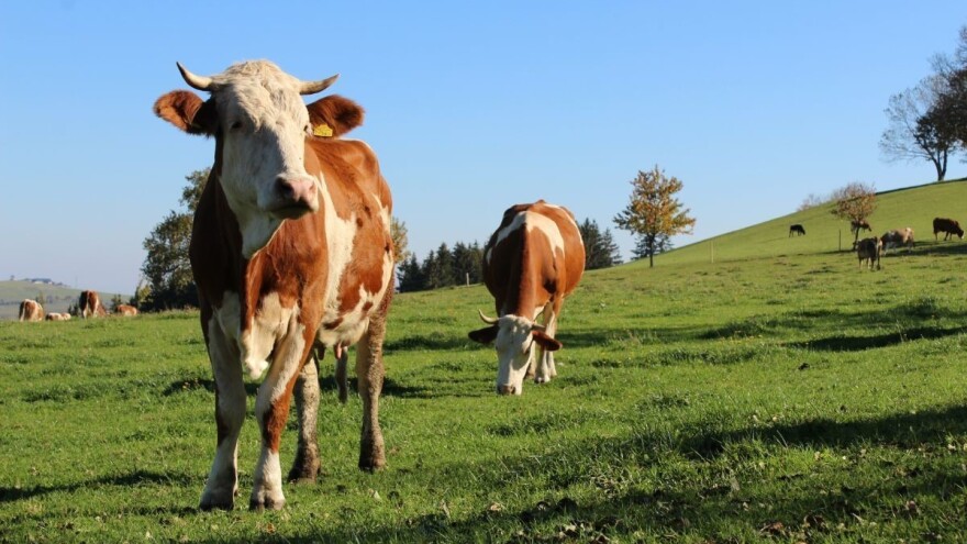 Želiš novčanu potporu? Prijavi plan prozvodnje za 2019. godinu!