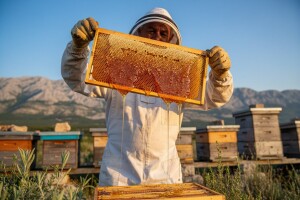 Biokovski med i kao pčelinji eko-med