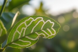 Biološko suzbijanje lisnih minera