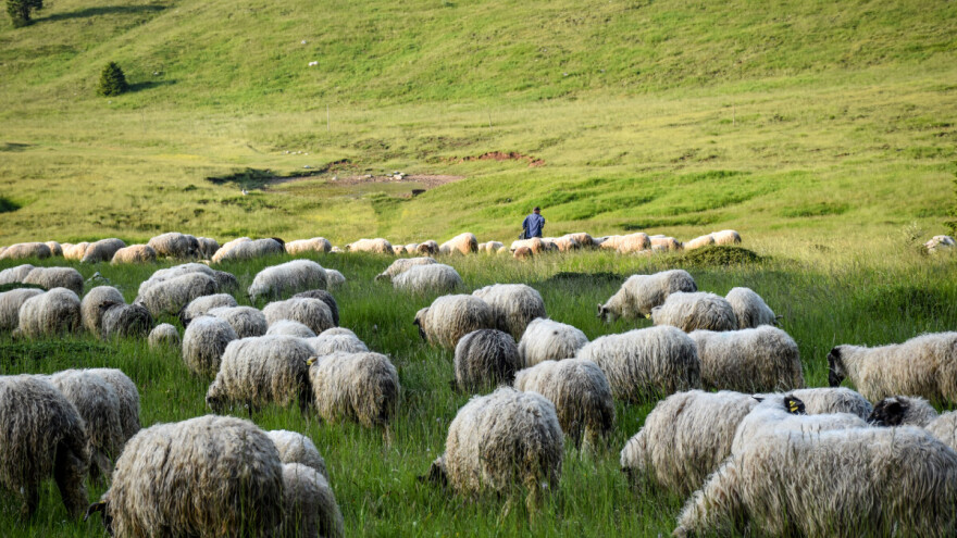 Dinara se vraća u život: Kroz EU projekt vraćaju stoku na travnjake