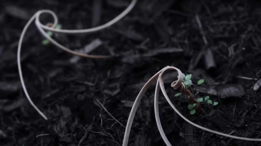 Oponašanje prirode: Kreirali bio robota koji povećava efikasnost setve